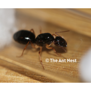 Camponotus Claripes Queen