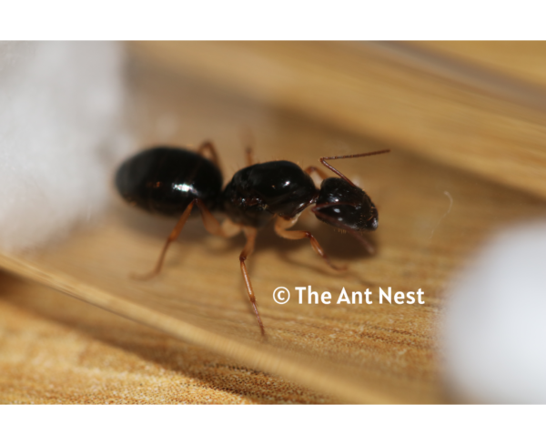 Camponotus Claripes Queen