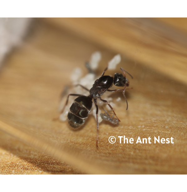 Black Trail Ant (Iridomyrmex Bicknelli)