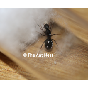 Prolasius Nitidissimus Queen