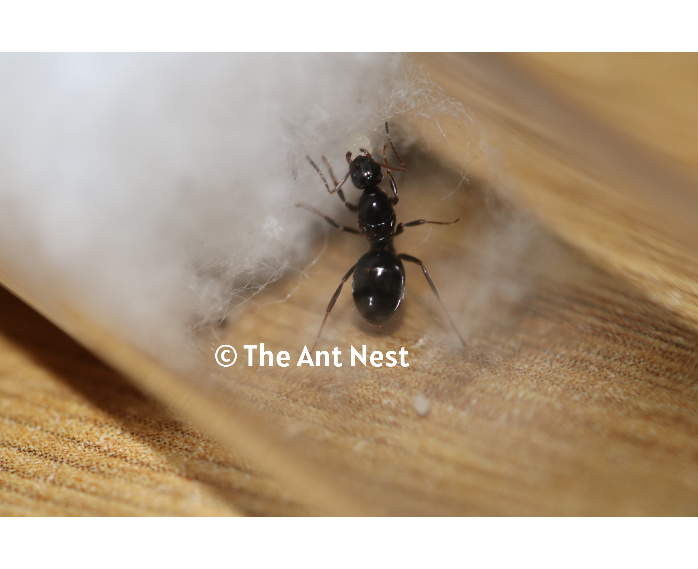 Prolasius Nitidissimus Queen