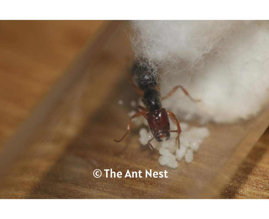 Anonychomyrma Biconvexa Queen