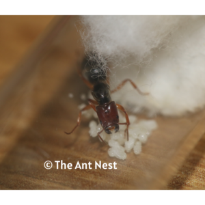 Stink Ant (Anonychomyrma Biconvexa)