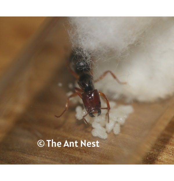 Stink Ant (Anonychomyrma Biconvexa)