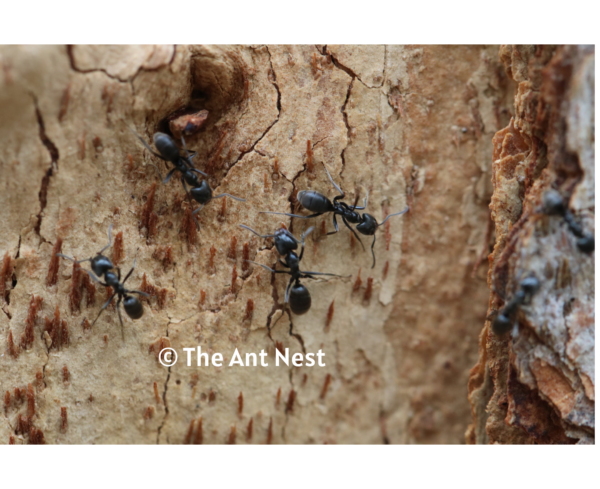 Stink Ant (Anonychomyrma Biconvexa) - Image 3