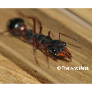 Myrmecia Esuriens Queen