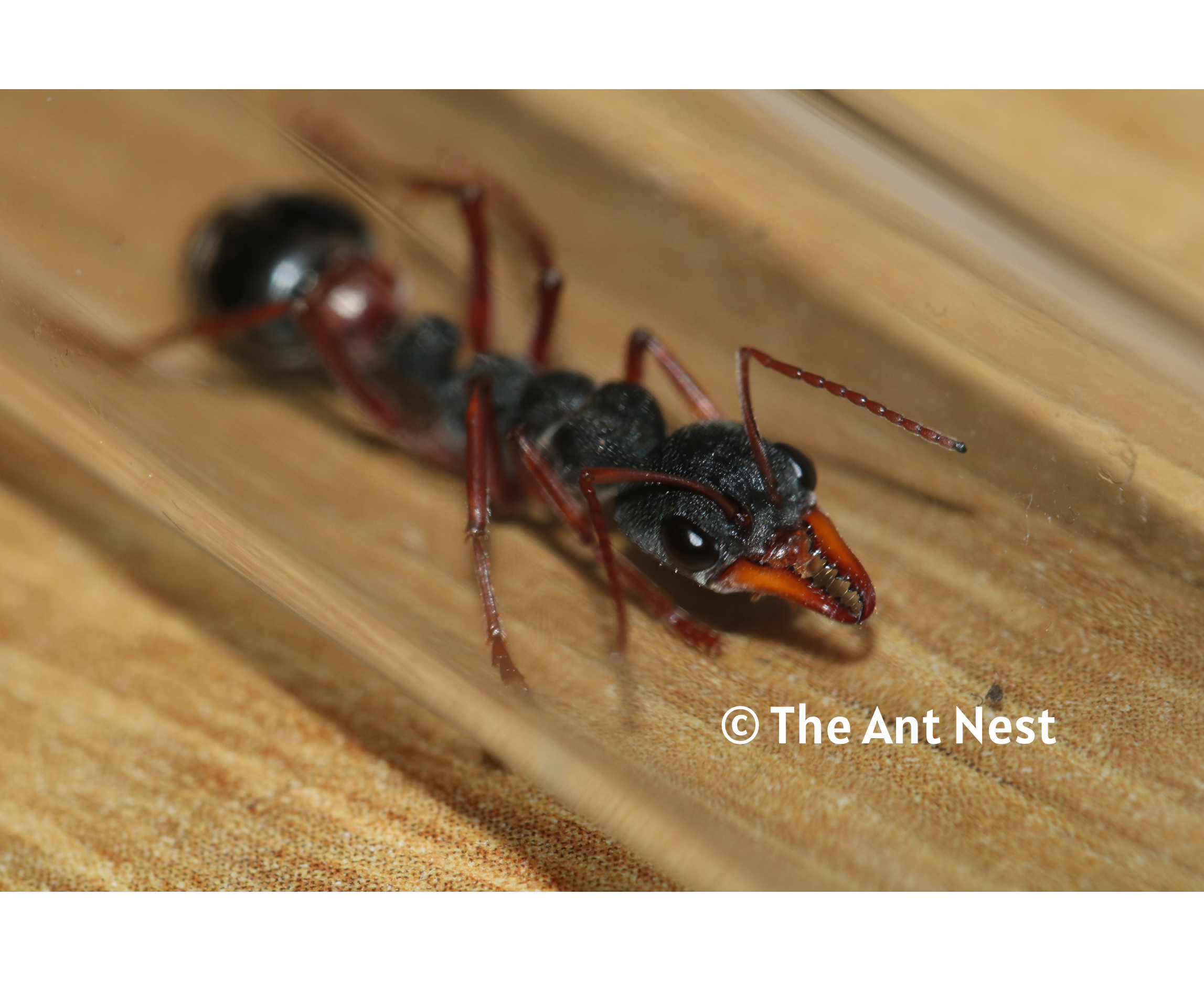 Myrmecia Esuriens Queen